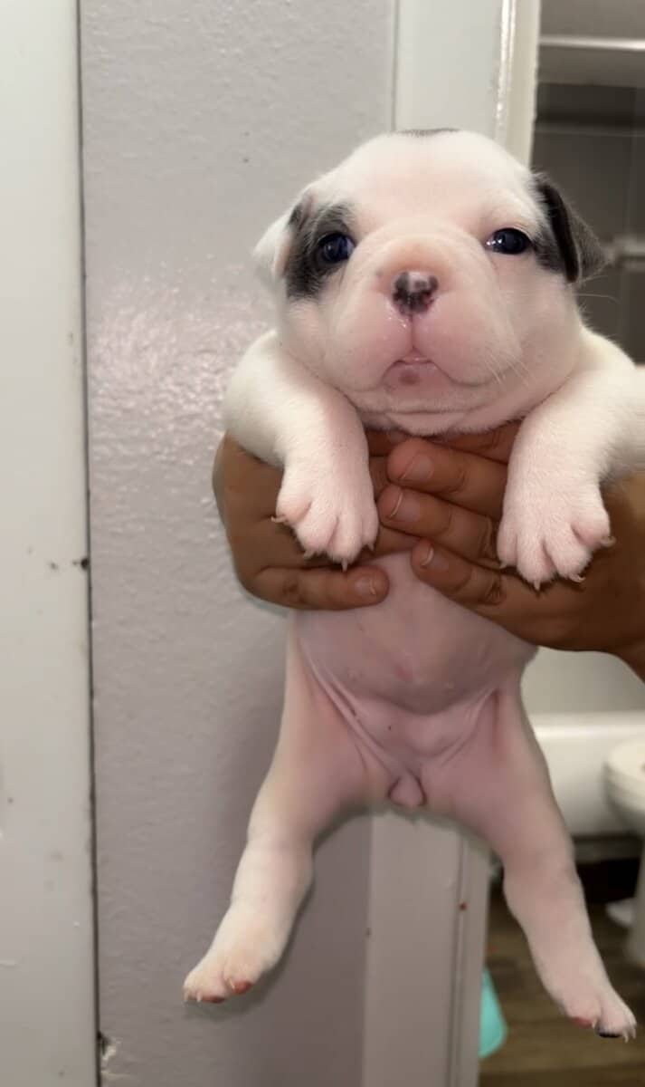 Frenchie Pocket image 2