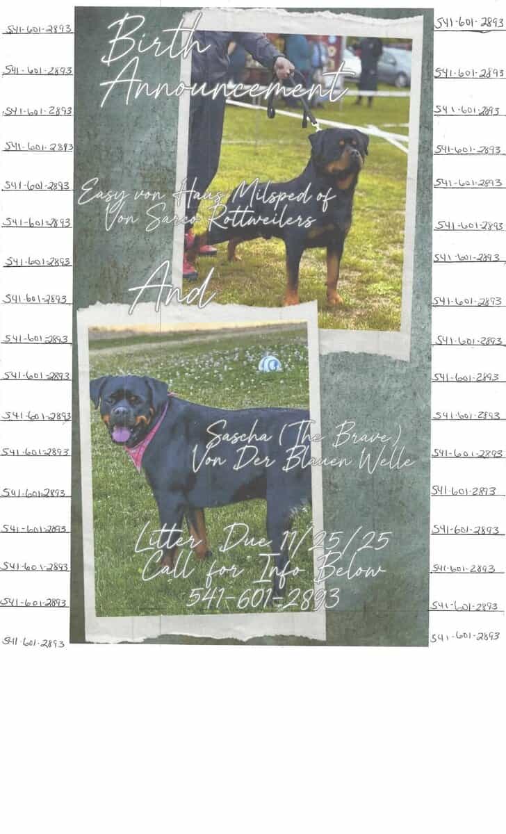 Serbian Rottweiler's image 2