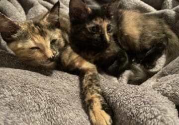 HOLIDAY SALE Anya AND Anais Female Calico Twins