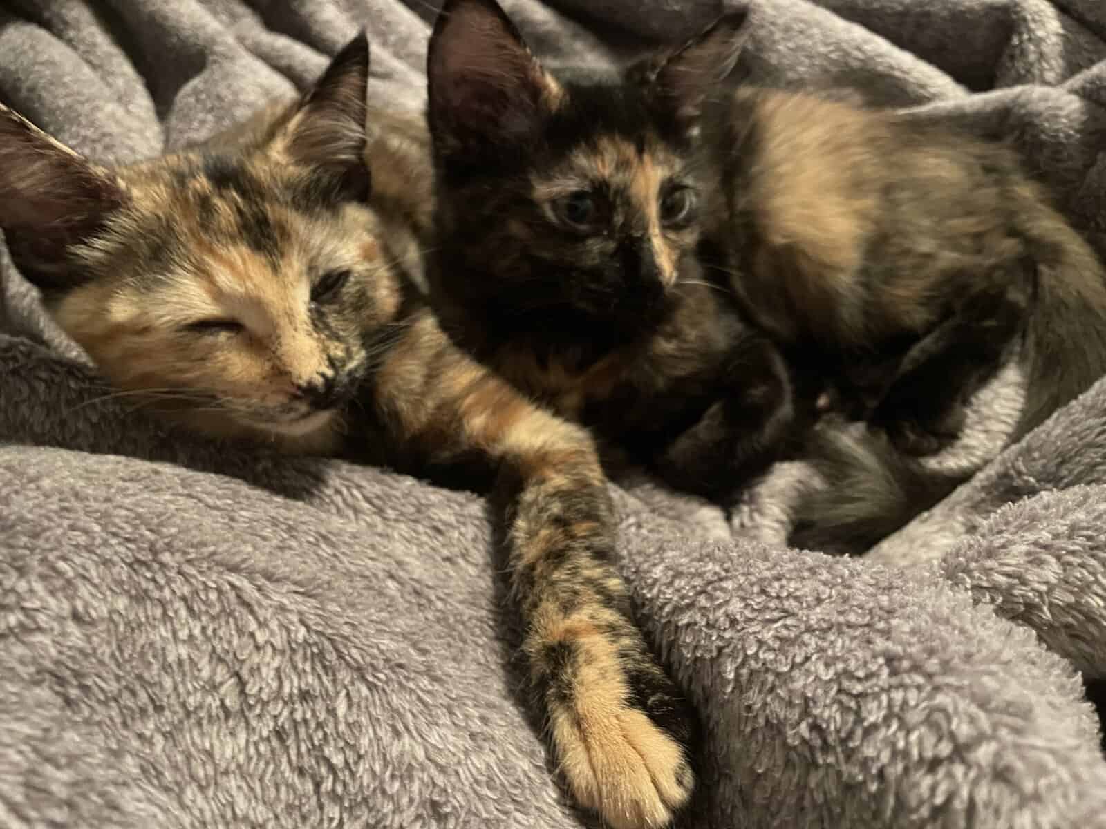 HOLIDAY SALE Anya AND Anais Female Calico Twins image 1