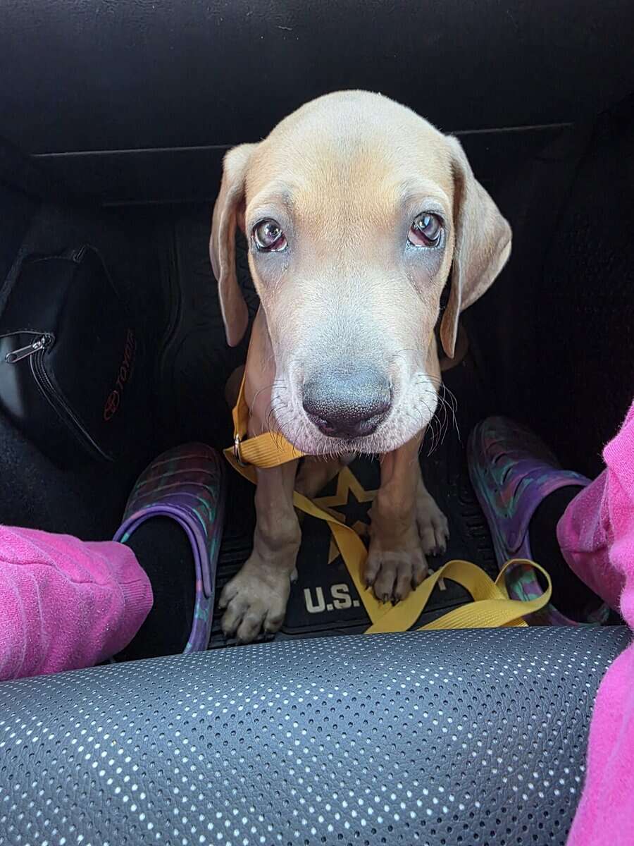 Great Dane puppies image 1