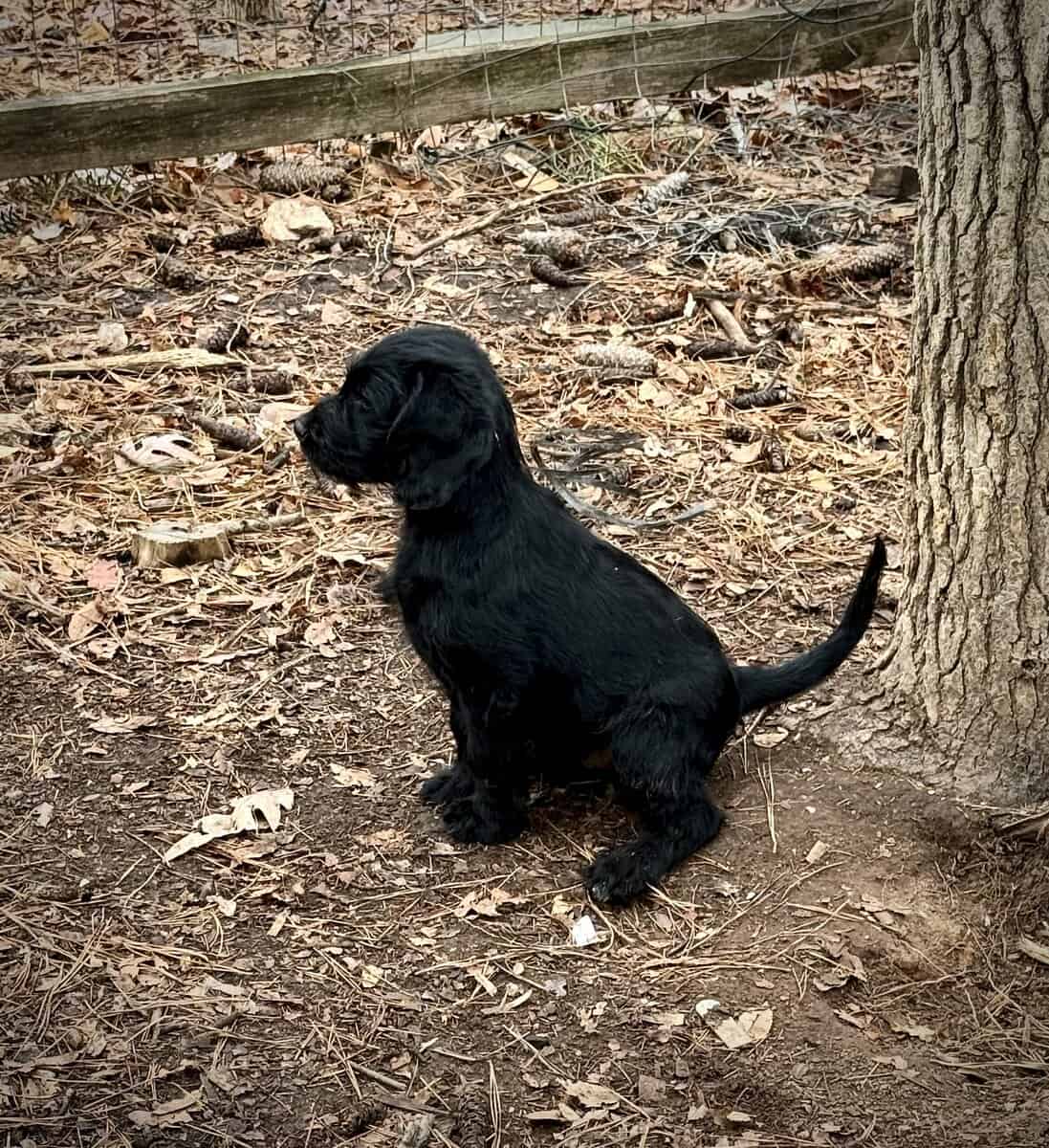 ONE LEFT: Adorable Goldendoodle/Labbe puppies image 3