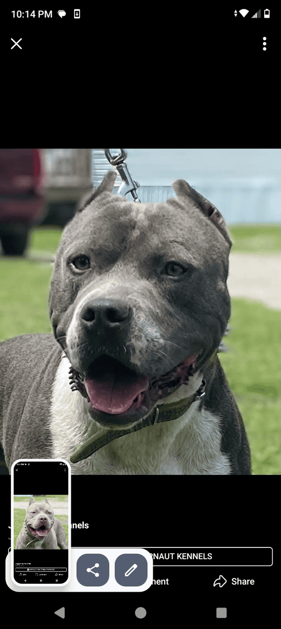 American Pitbull terrier w papers image 7