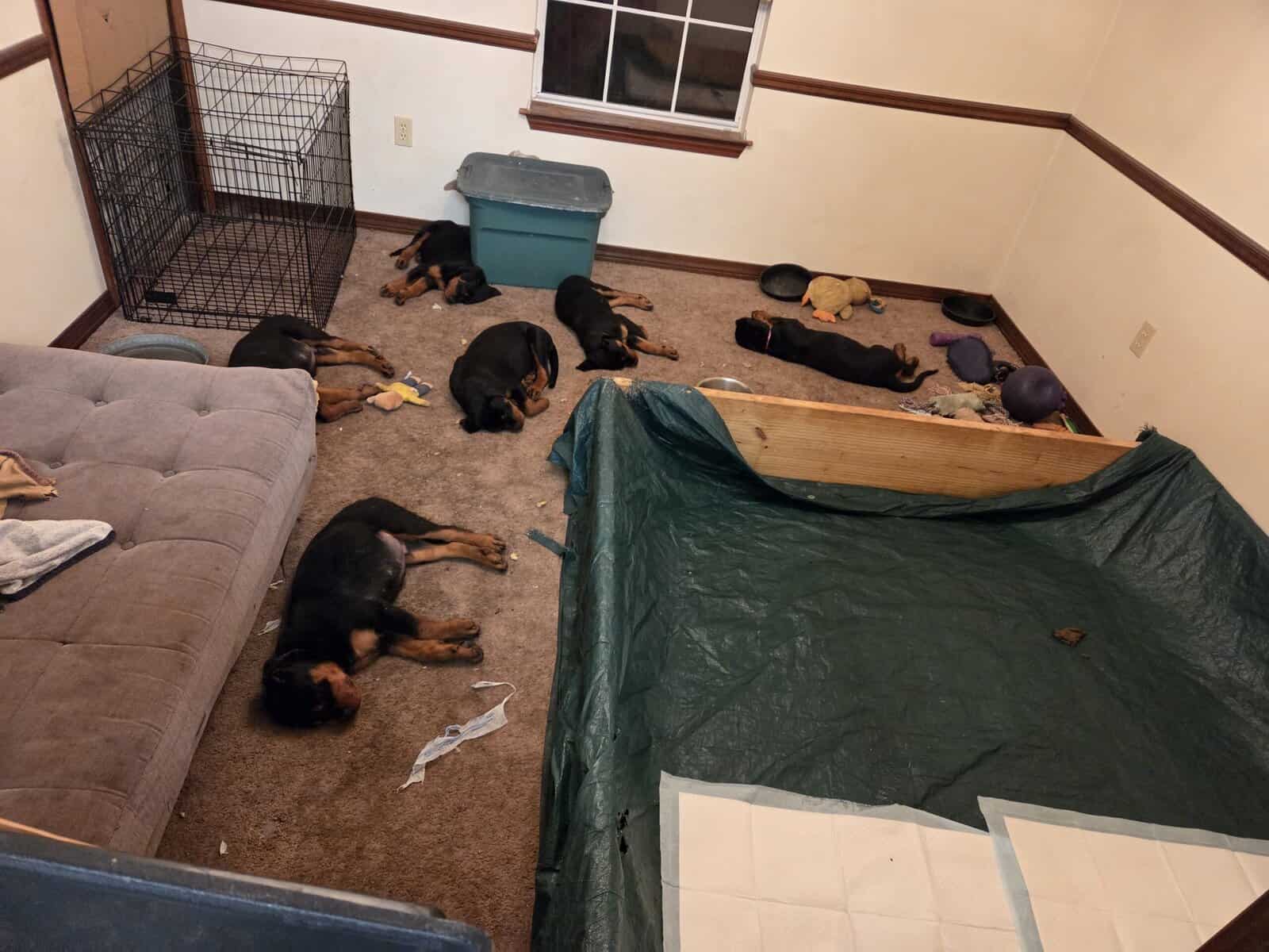 GermanRottweiler puppies parents both on-site, AKC image 6