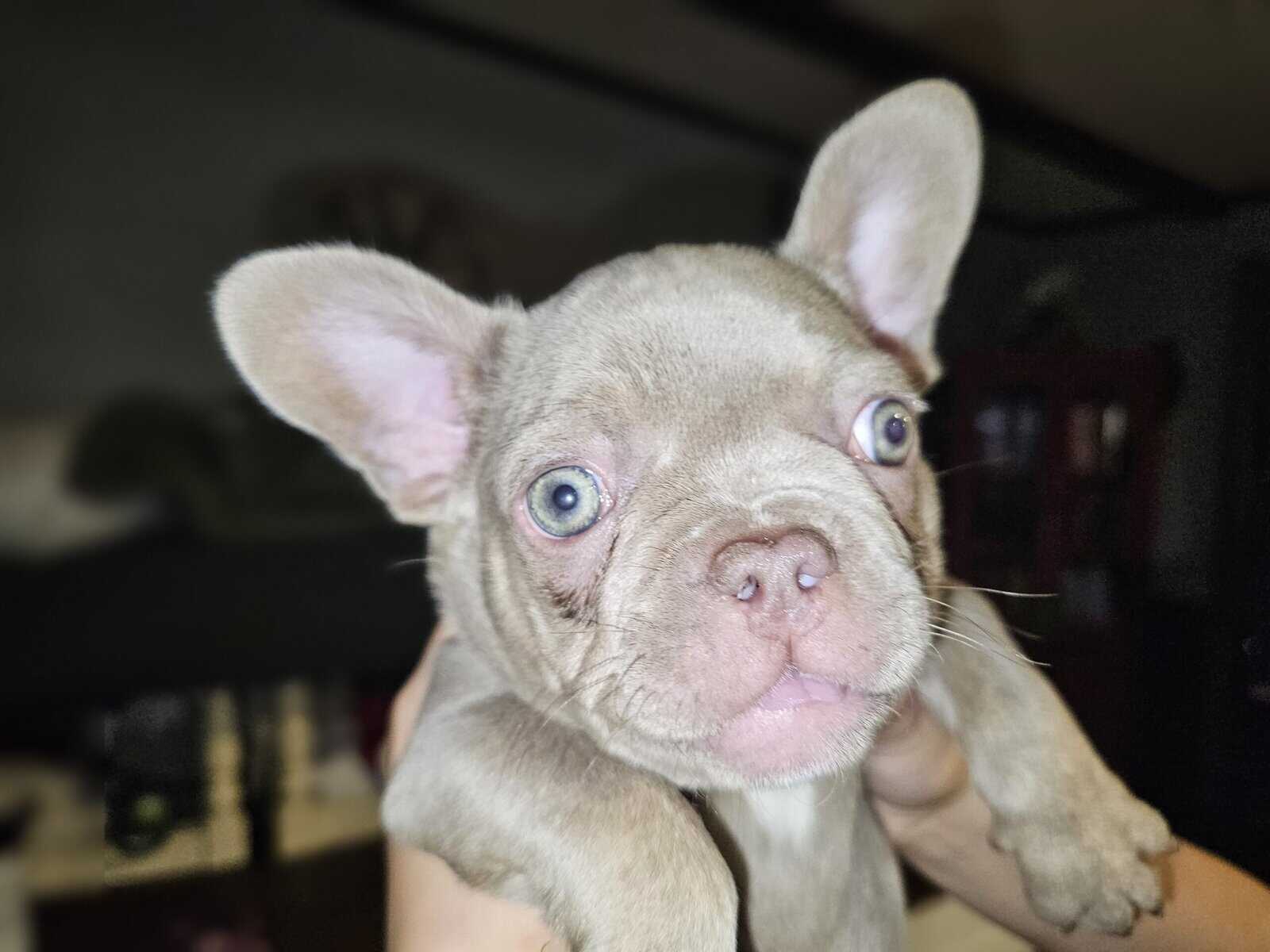 Frenchie's image 1