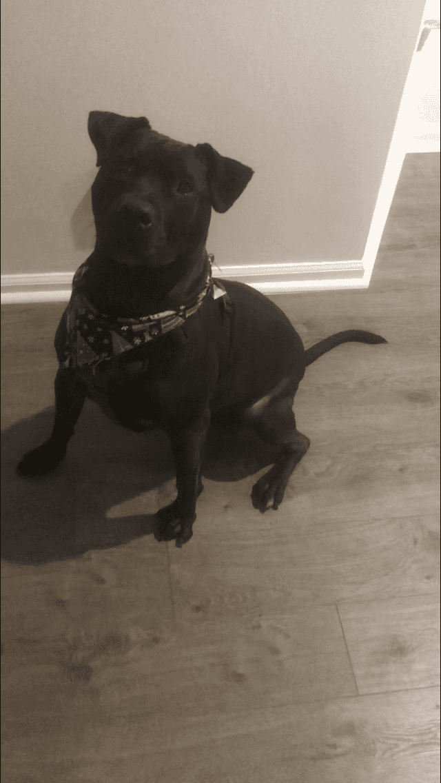Lab/pit mix looking for loving home image 6