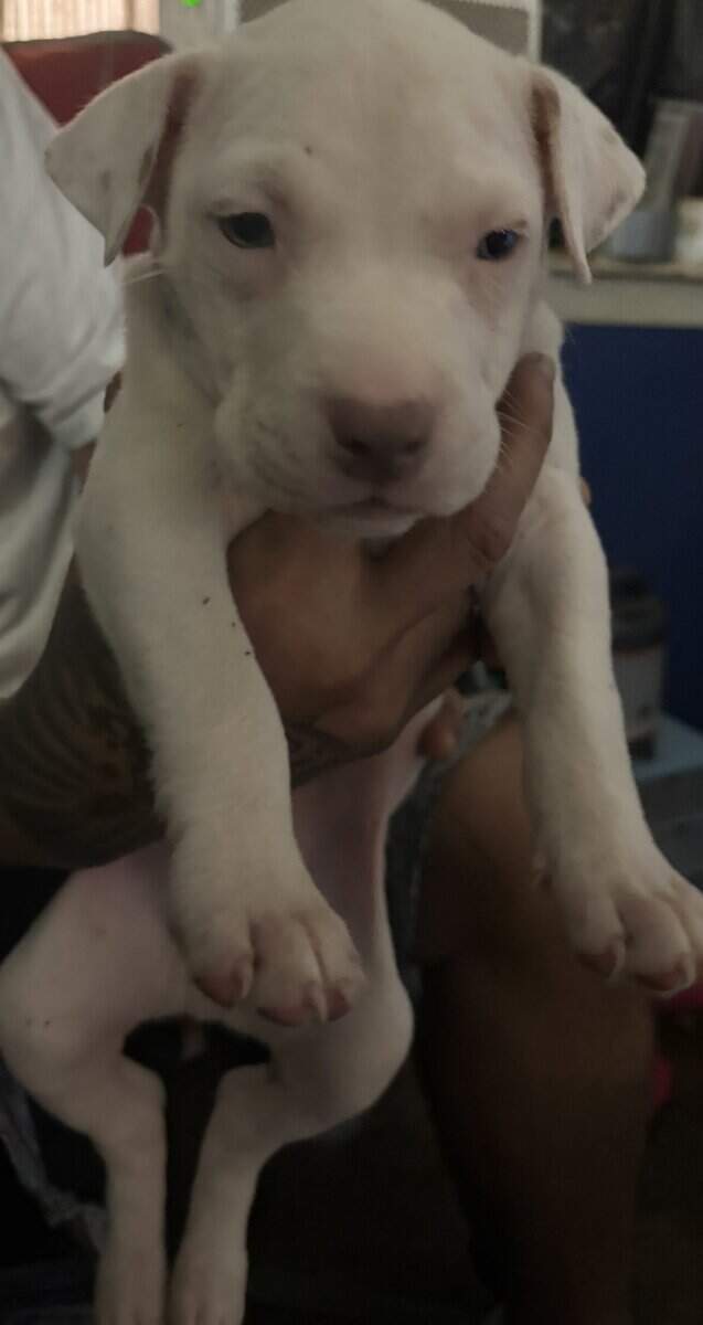 American pitbull terrier image 3