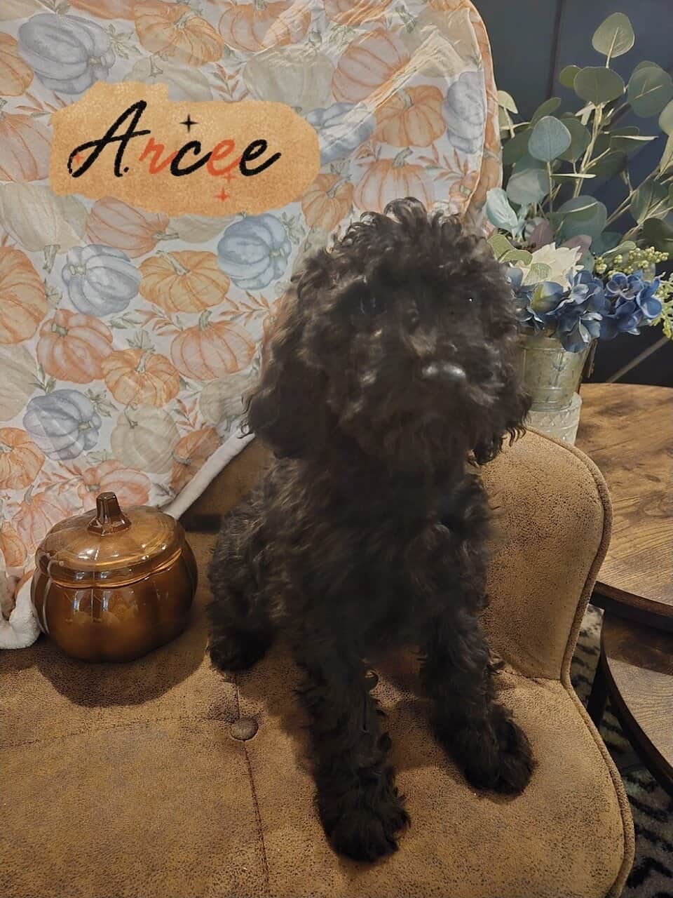 Good As Goldendoodles image 8