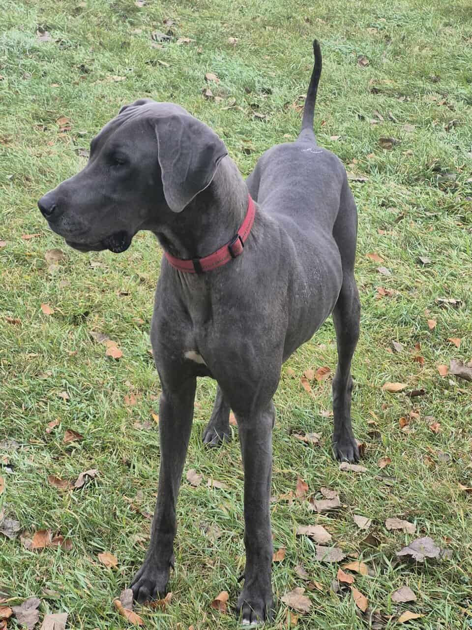 Great Dane image 6