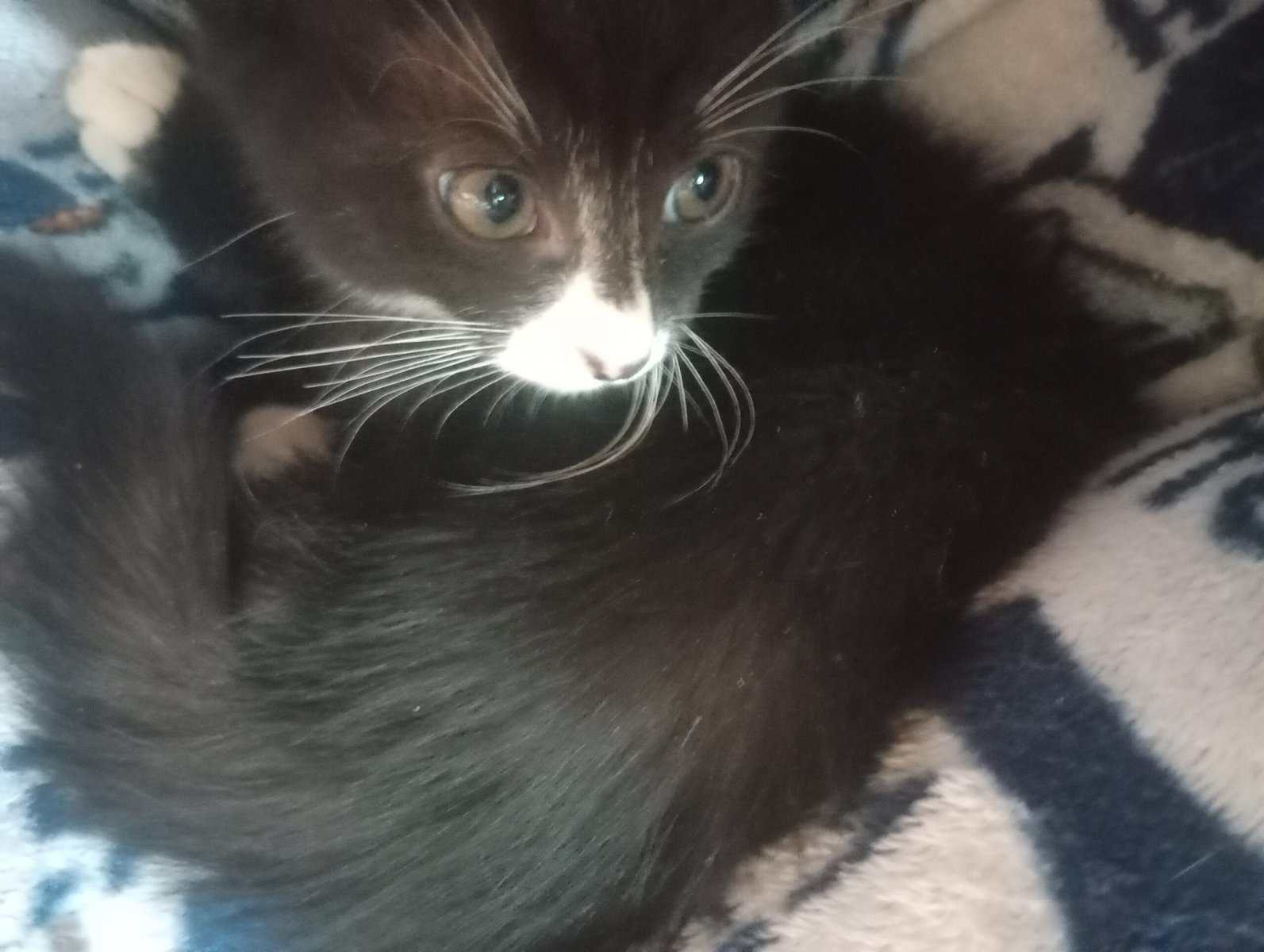 Tuxedo Kitten image 3