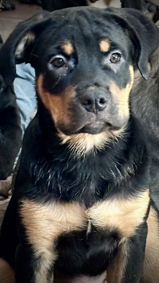 Cane Corso- Rottie Puppies image 3