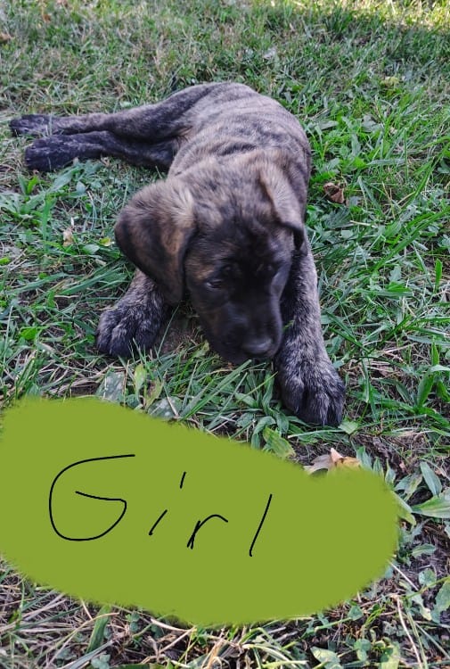 Pure bread English mastiff puppies image 3