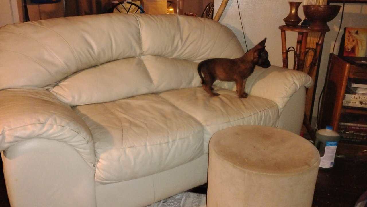 Belgium malinoise puppies image 2