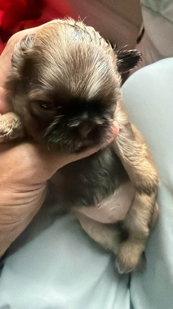 Pure shih tzu micro only one male available image 1