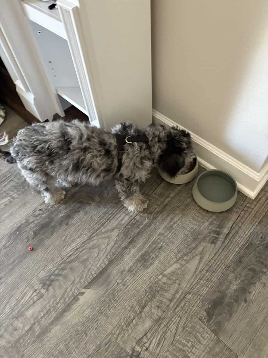 Miniature sheepadoodle image 6