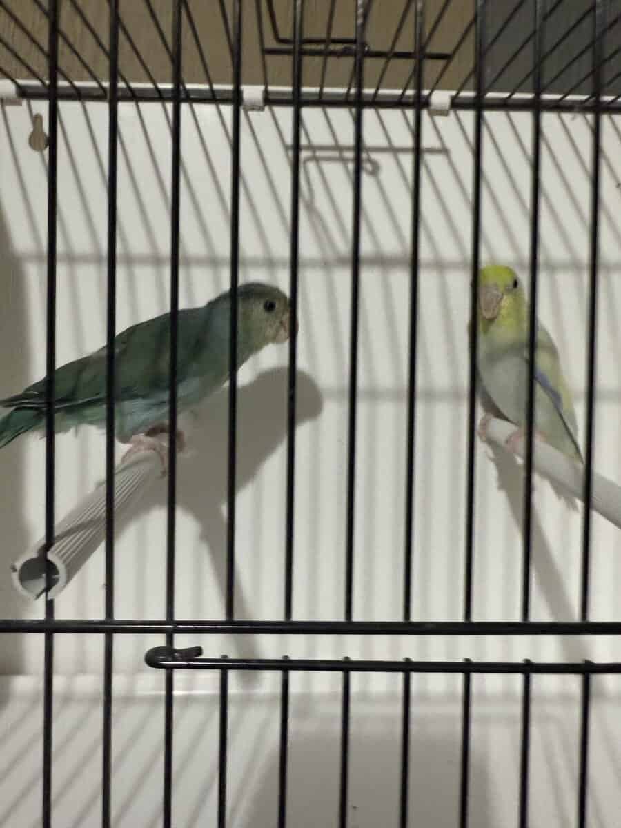 Parrotlets image 3