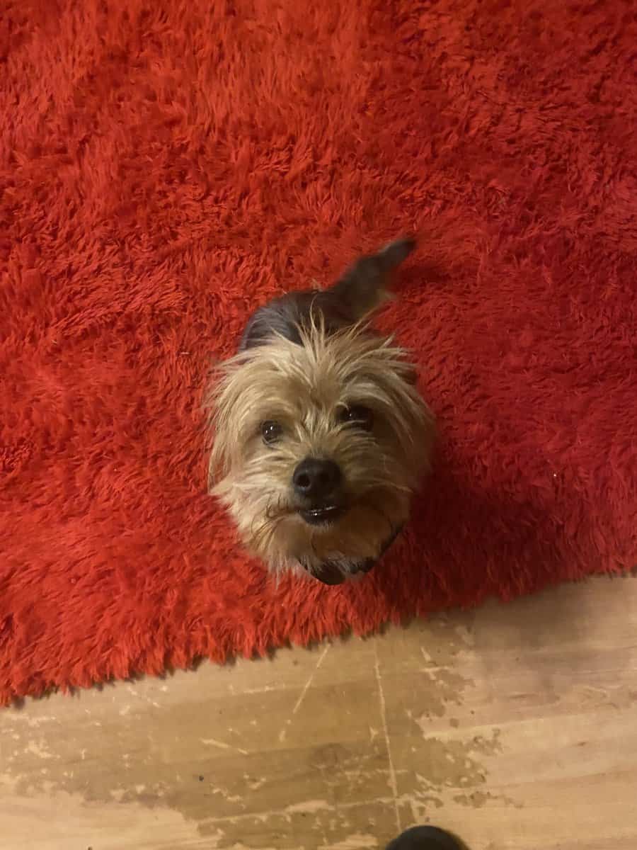 Yorkie/shih tzu in need of a new home image 2
