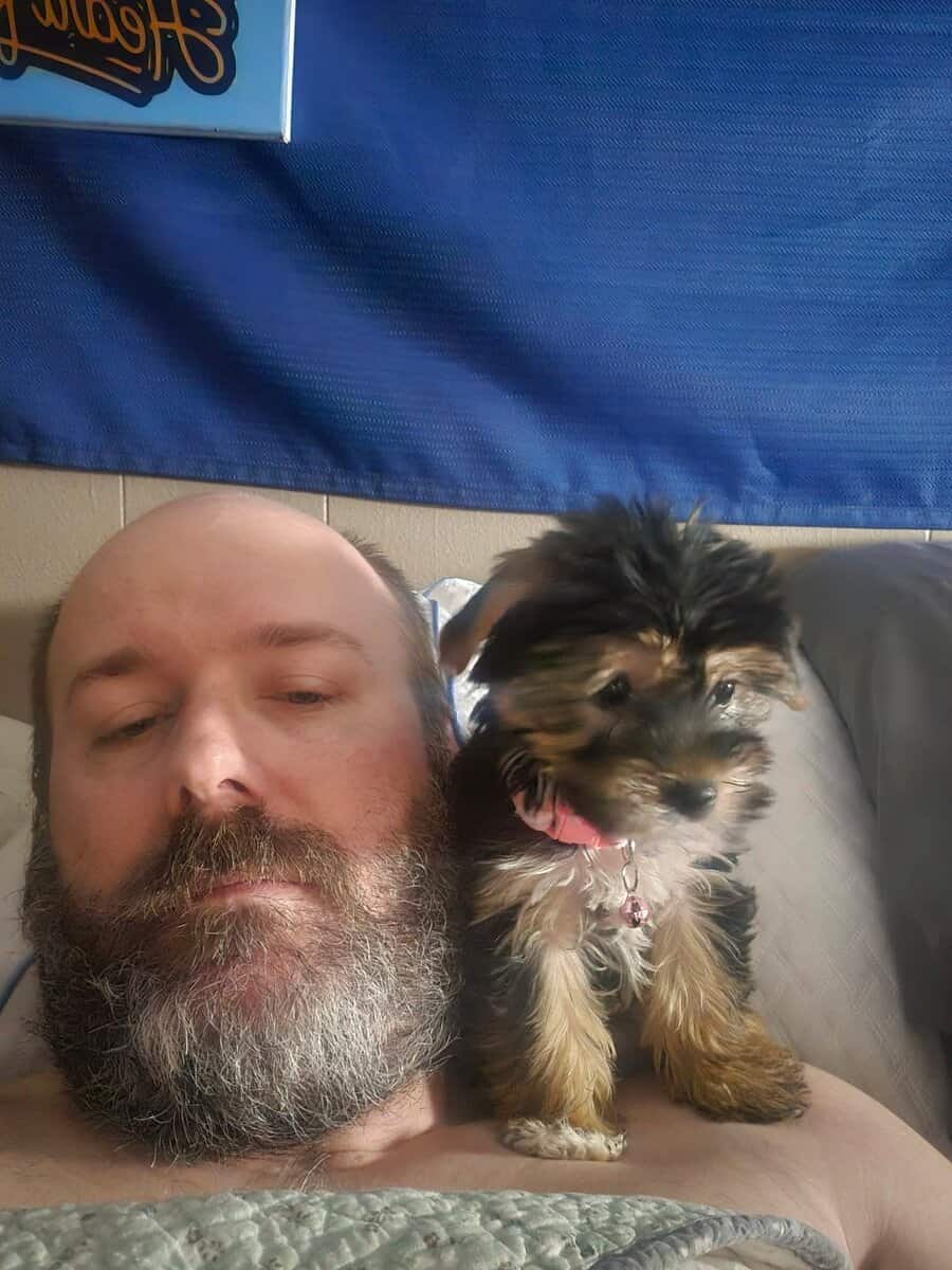 Female Yorkie puppy for sale image 2