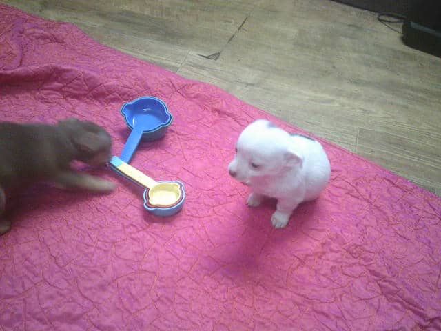 Adorable Chihuahua- pom cross puppies image 1