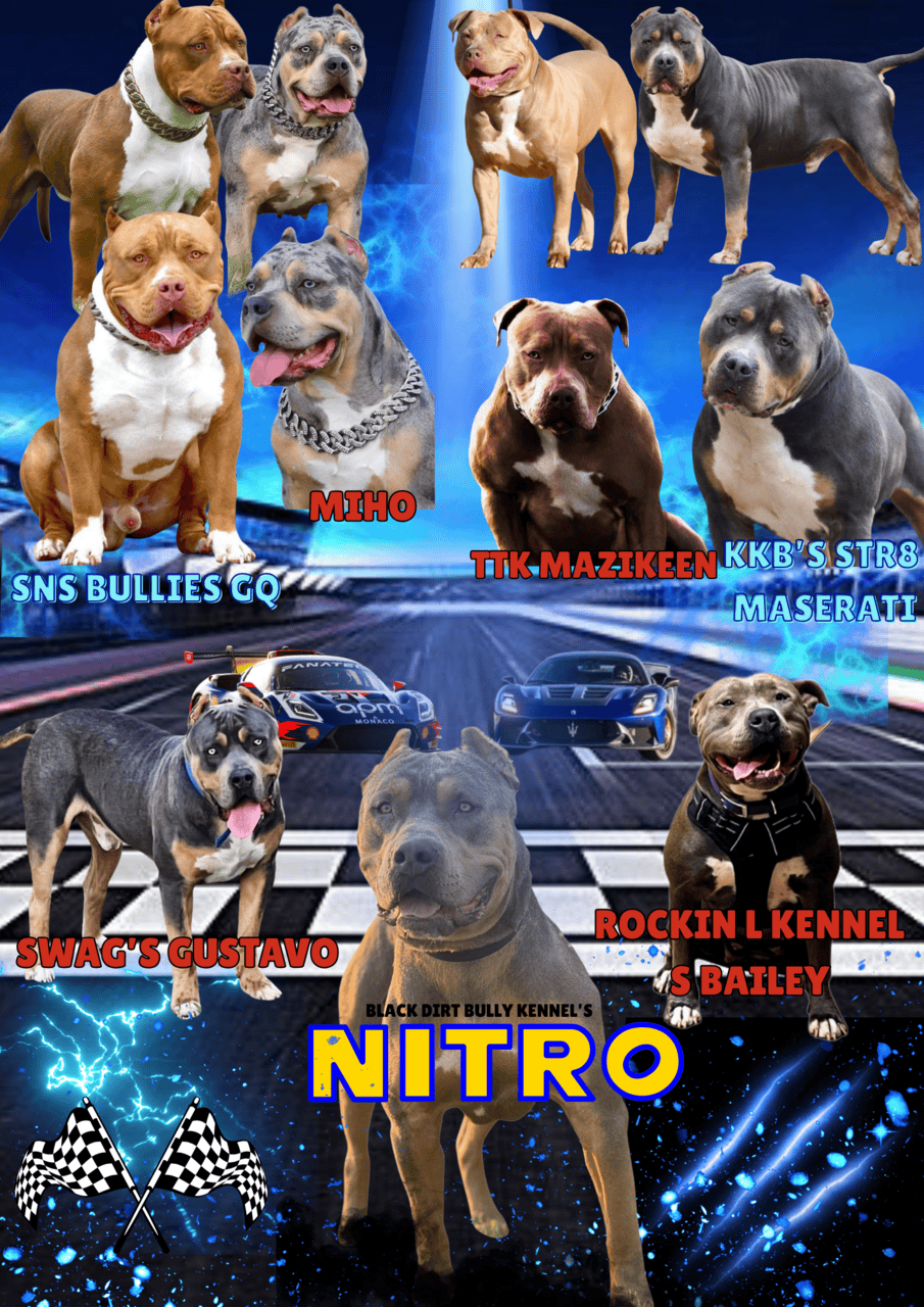 Blue Tri American Bully XL image 4
