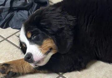 Osito for sale, 13 week old Bernese mountain dog