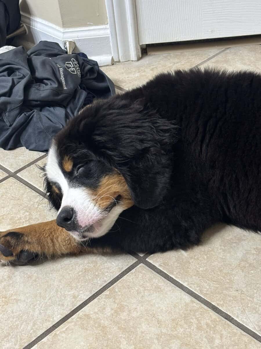 Osito for sale, 13 week old Bernese mountain dog image 1