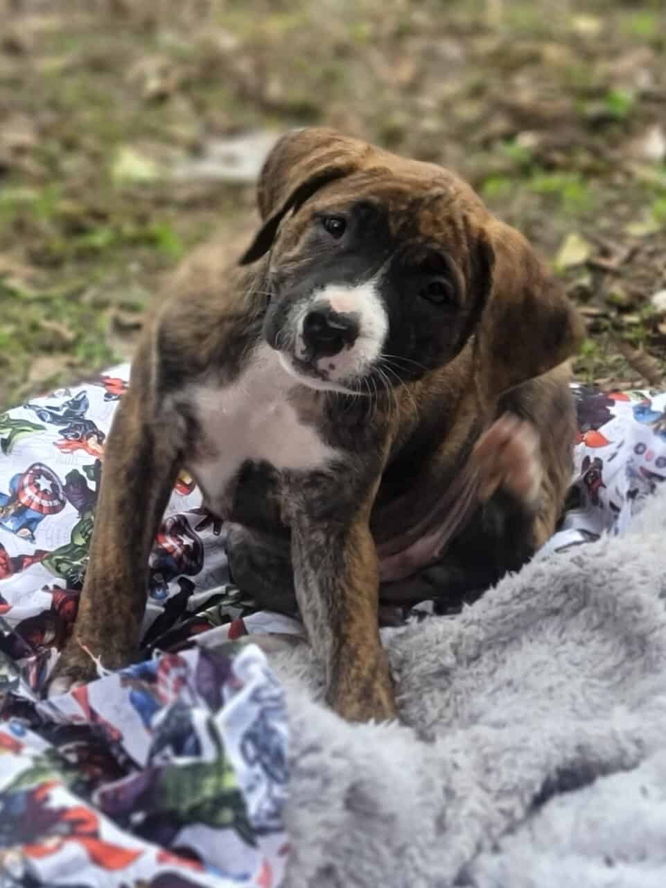 American Bulladors - Avenger Puppies - Christmas image 1
