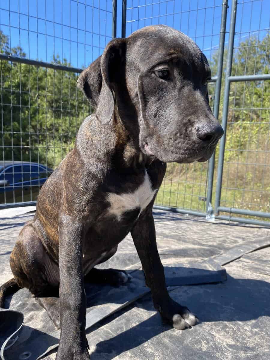 Mastiff black and brindle coat puppy image 3