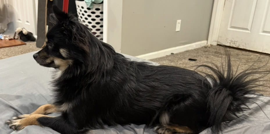 German Spitz ‘Enzo’ image 7