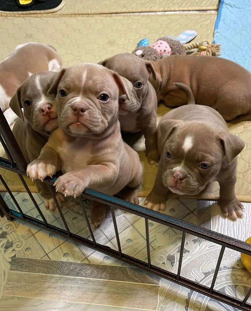 AMERICAN BULLY PUPPIES 🐶 AVAILABLE FOR REHOMING image 2
