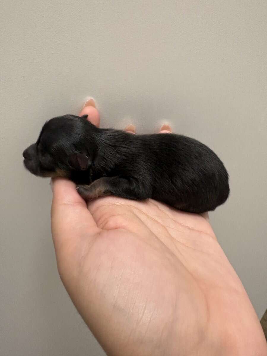 Pomeranian pups image 4