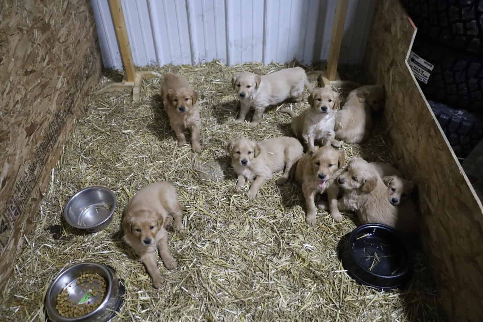 Golden Retriever Puppies, ACA Registered image 4