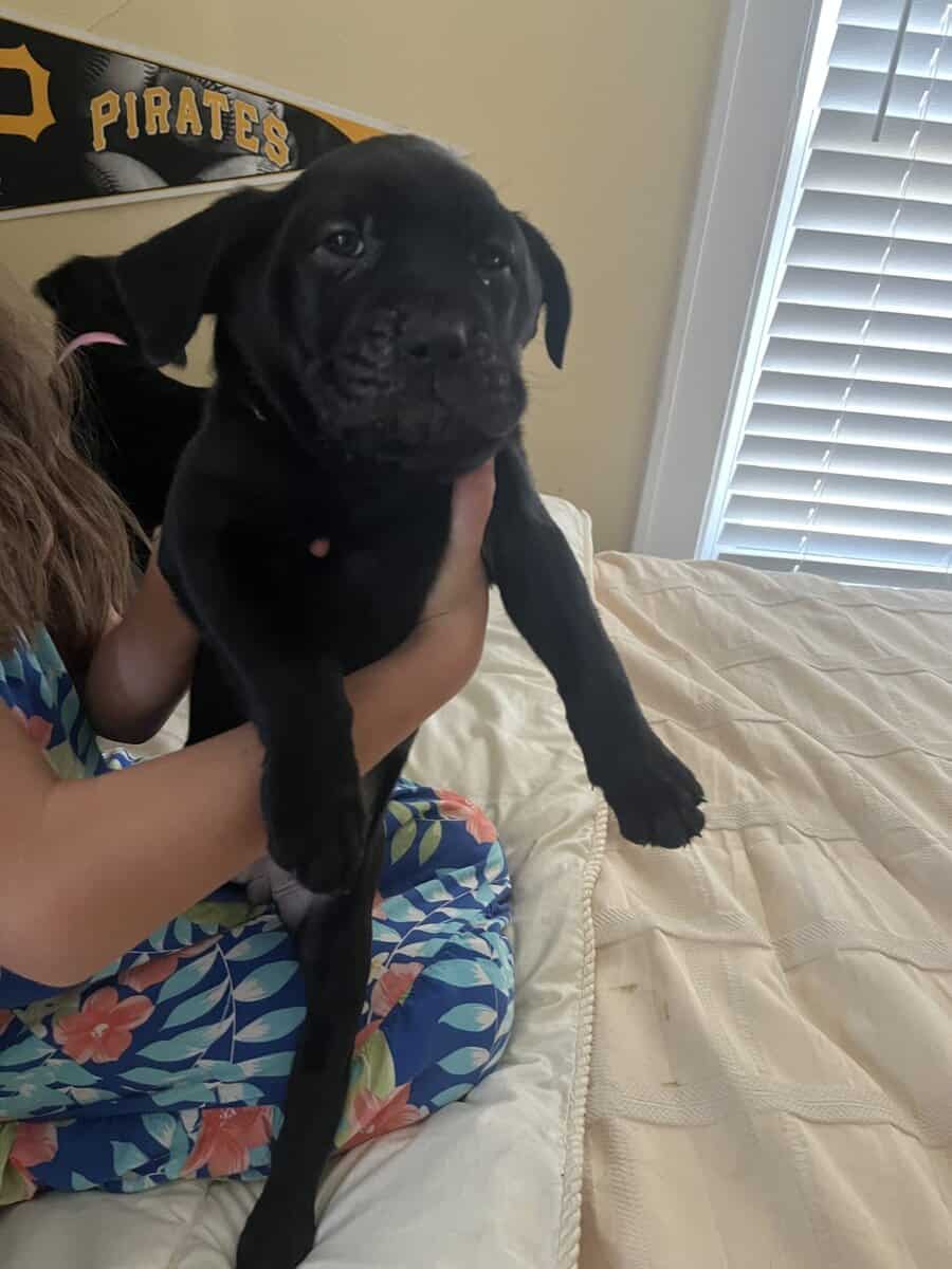 Mastador Puppies For Sale image 5