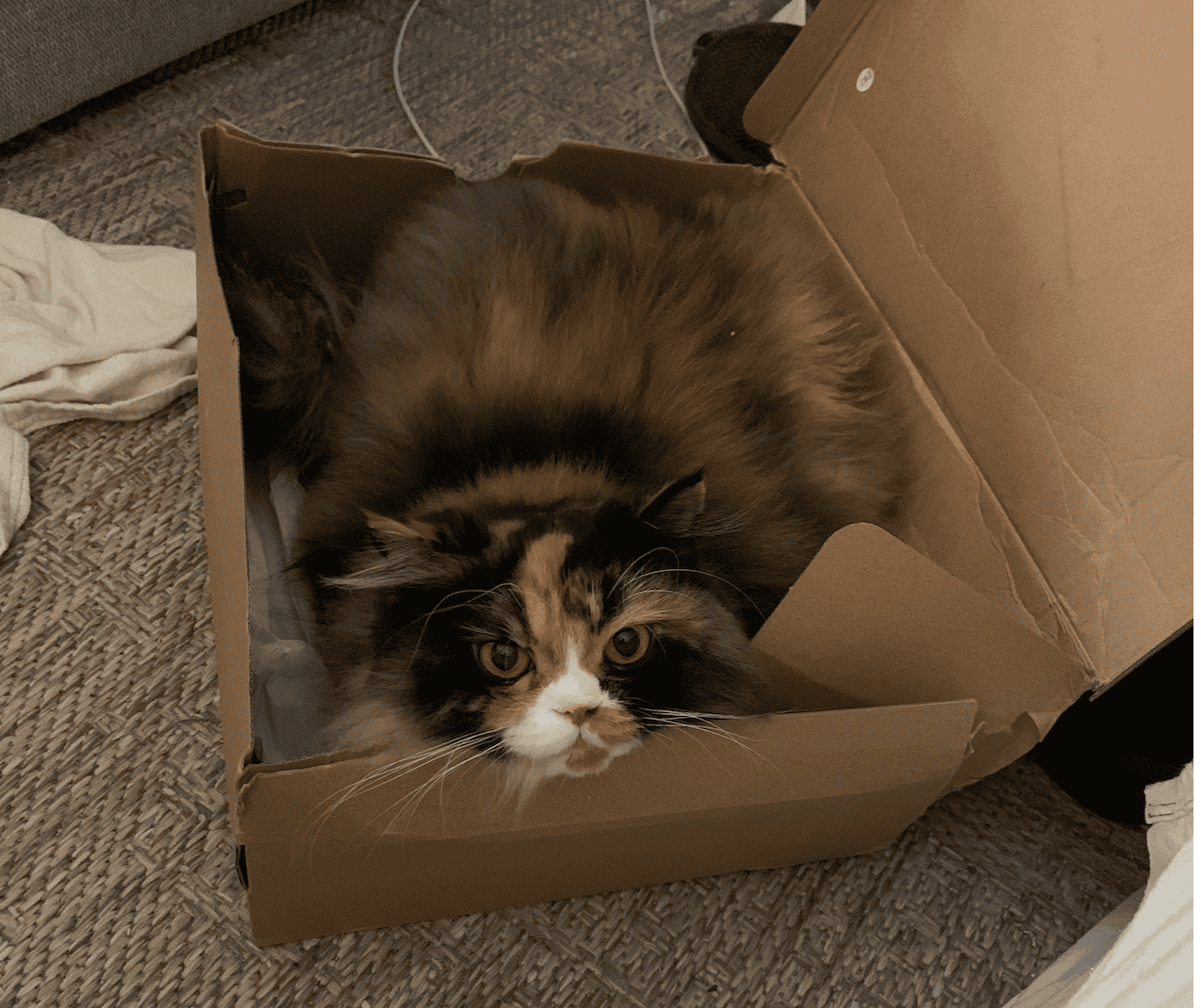 Adorable Persian Calico looking for furever home image 5