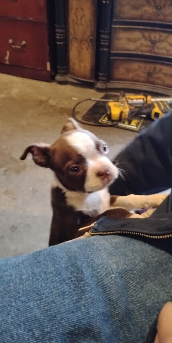 Beautiful Perfect Boston Terrier babies image 2