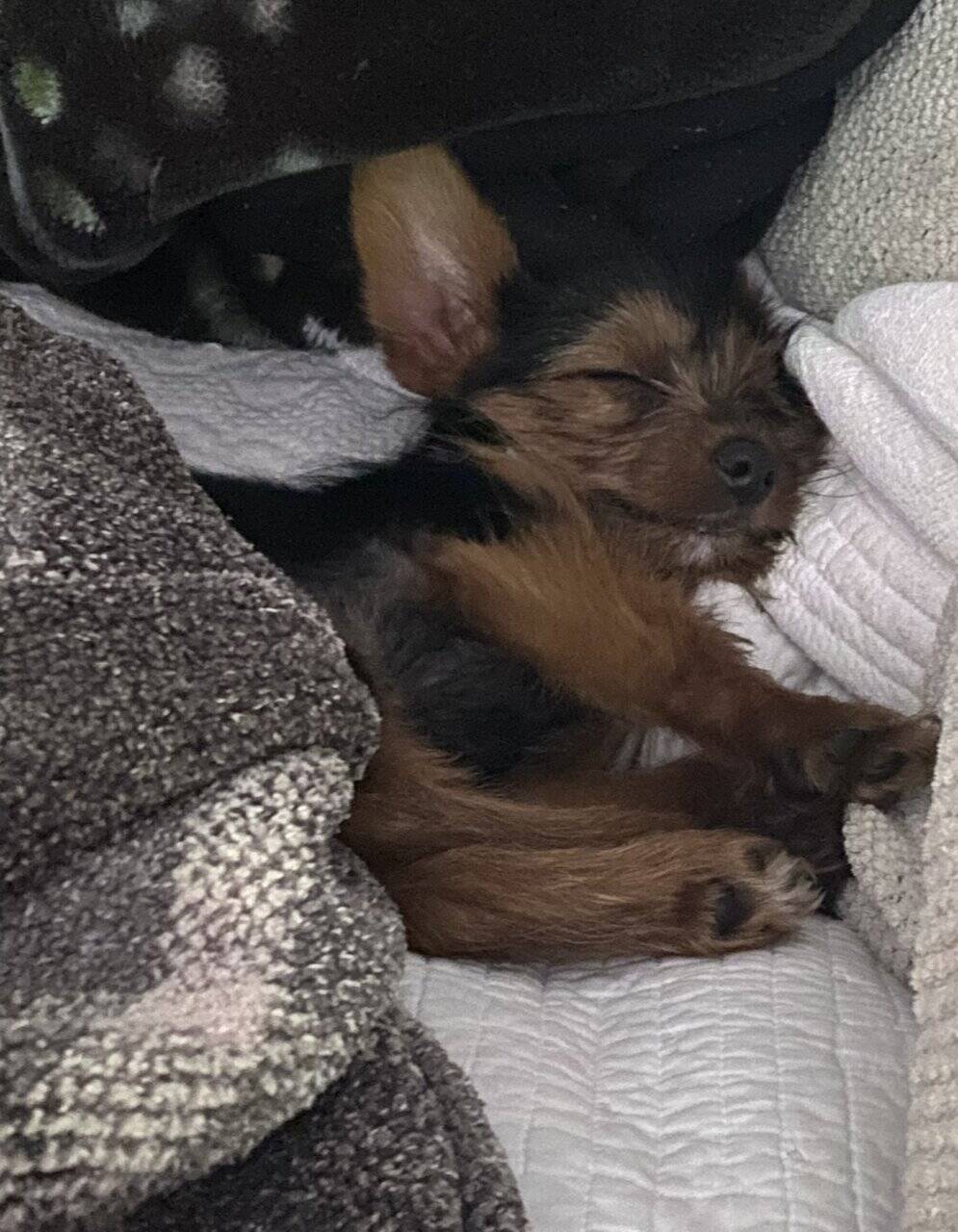 Registered Yorkie image 4