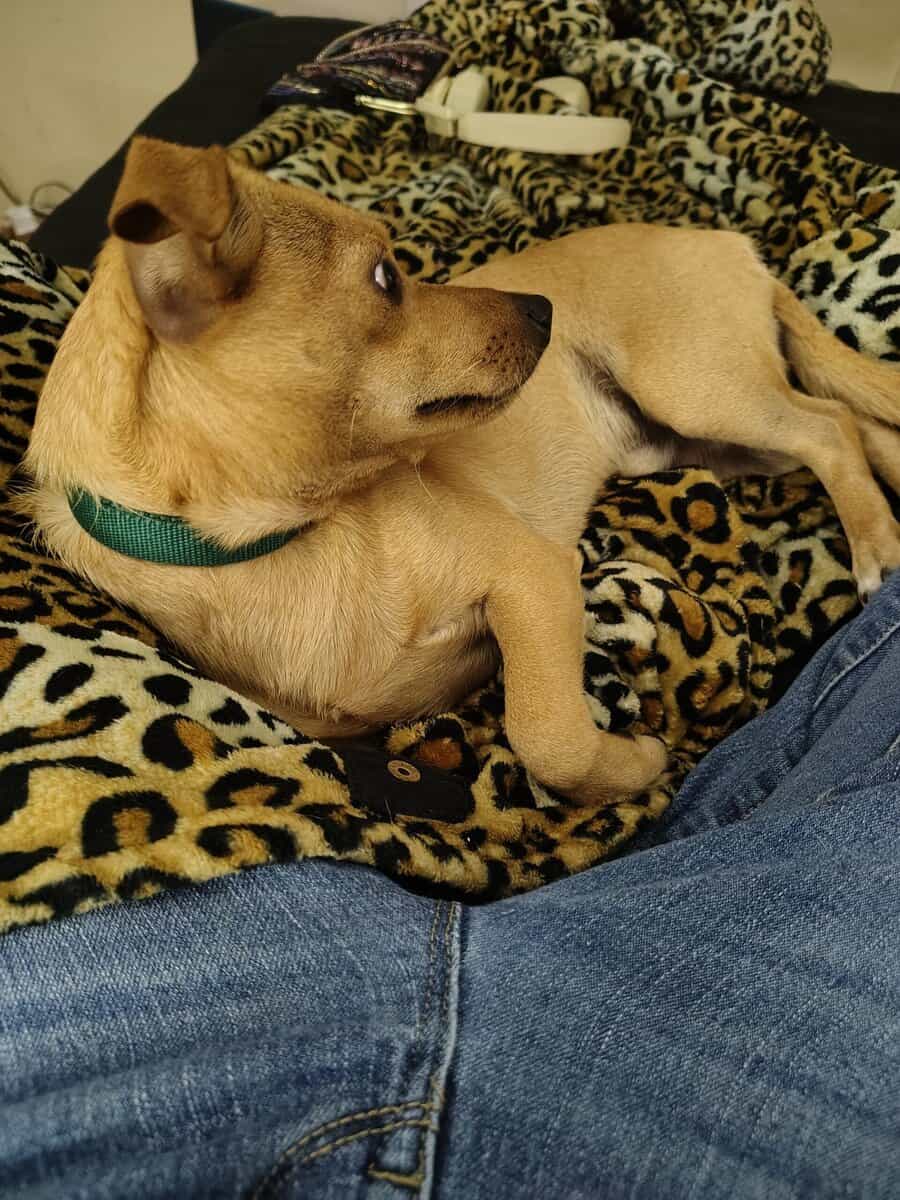 8 month old chiweenie image 4