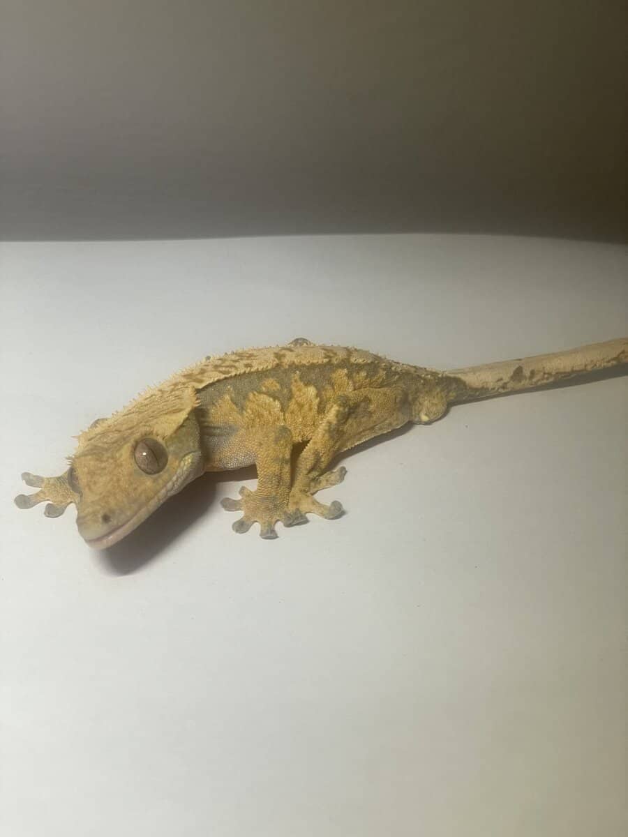 Crested Gecko male 21g image 2