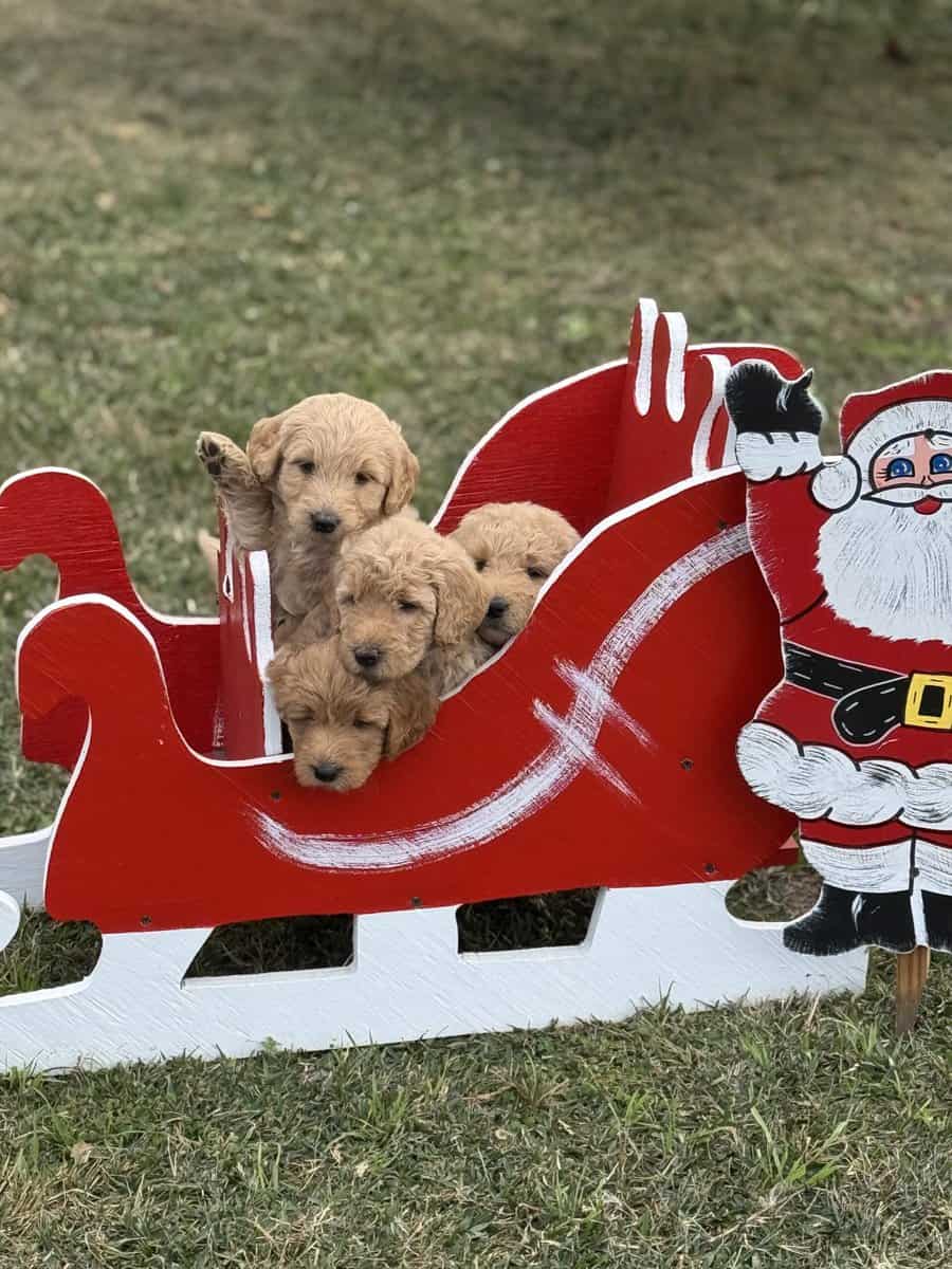 Santa’s Goldendoodle elves image 6