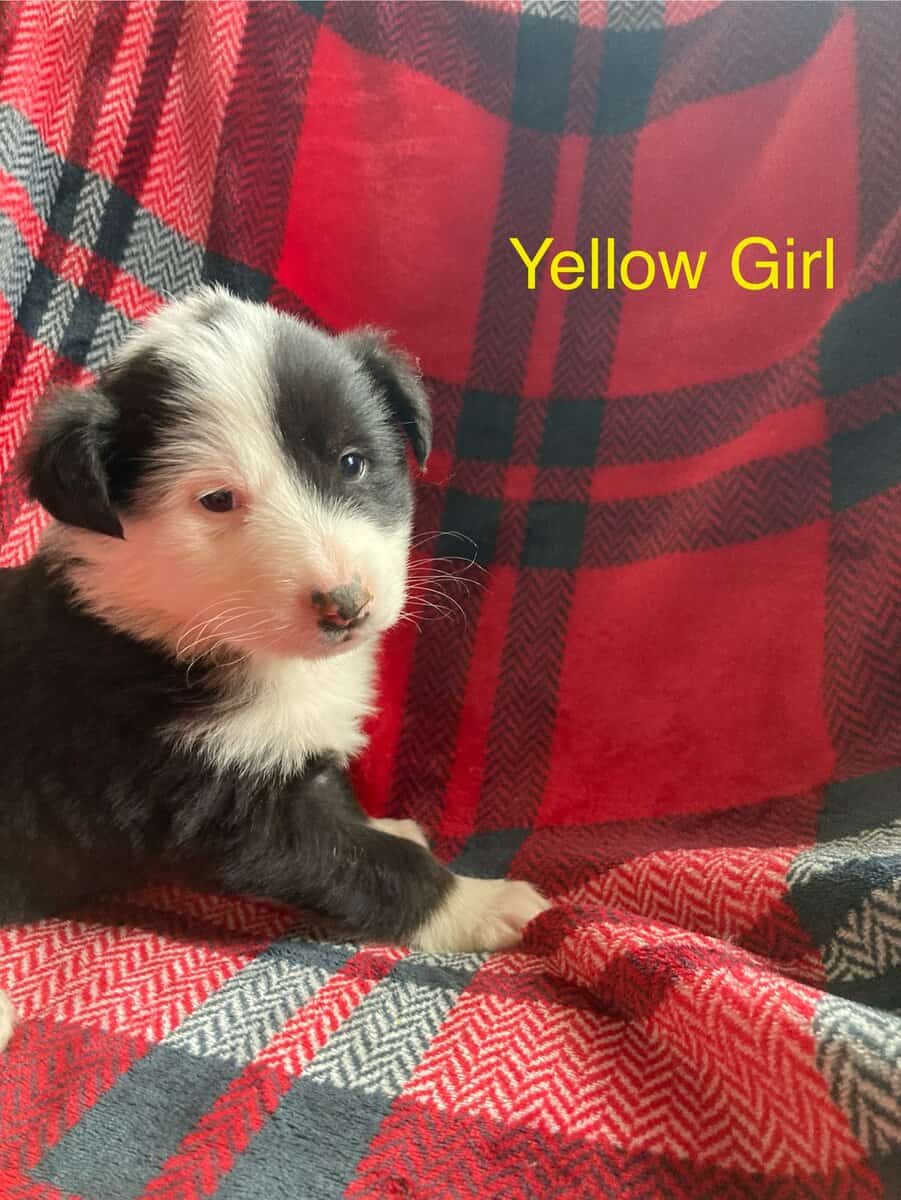 English Shepherd Cross Puppies image 1