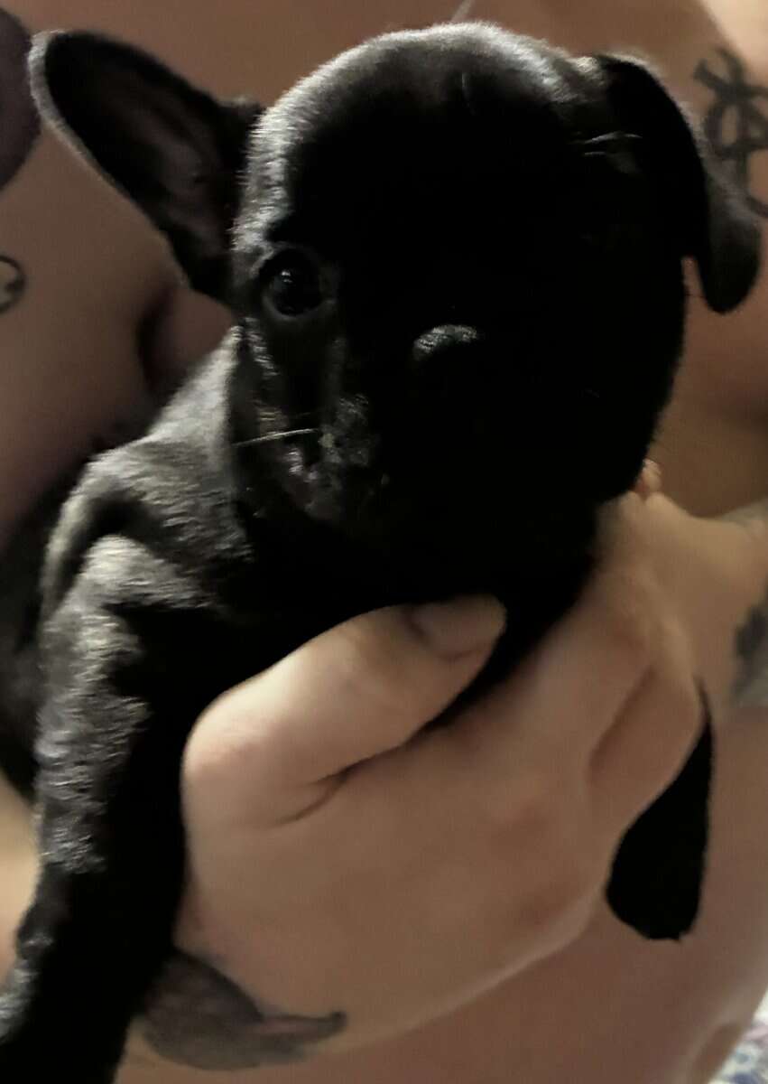 3 frenchie girls looking for their forever home! image 6