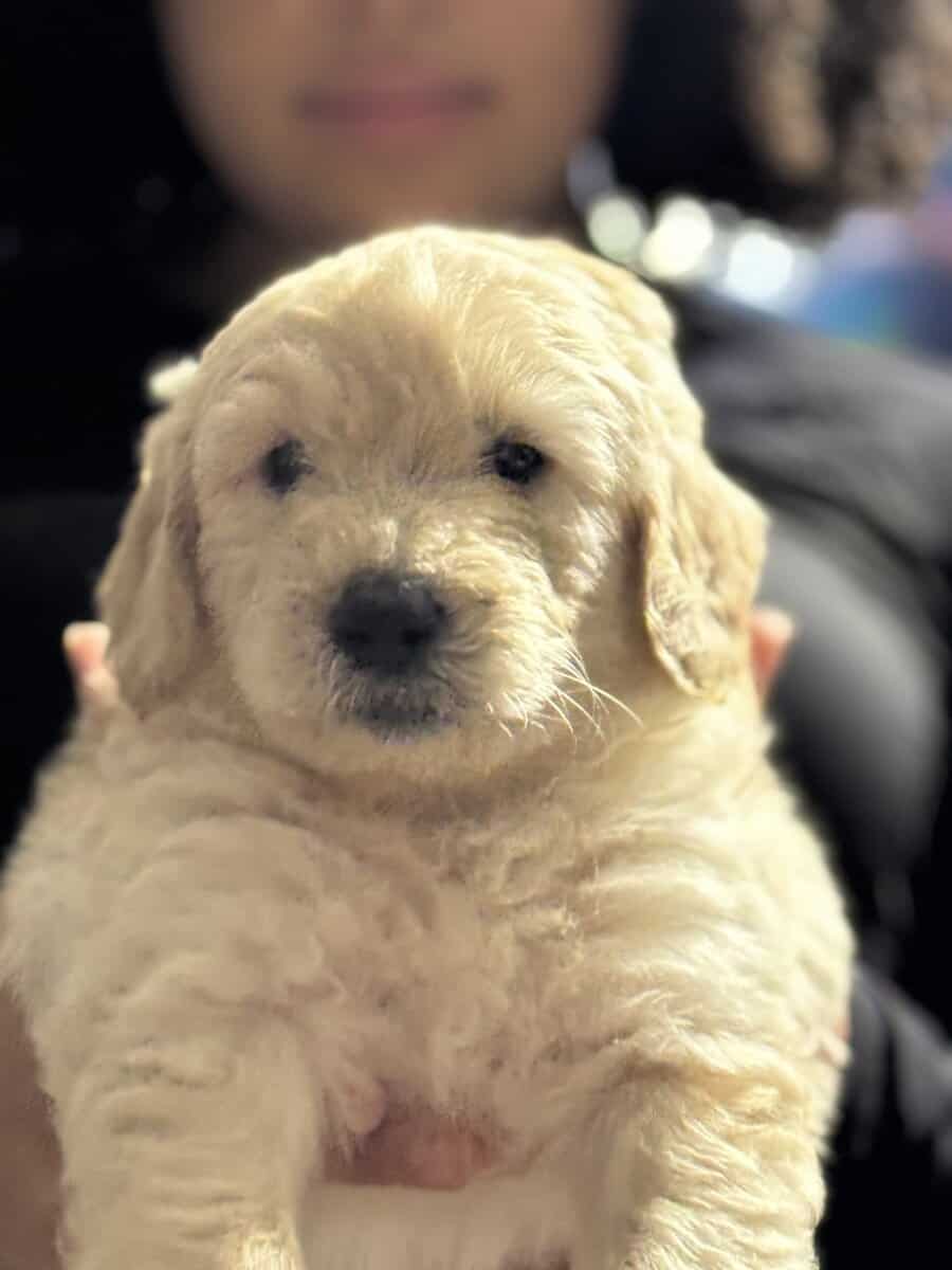 Santa’s Goldendoodle elves image 5