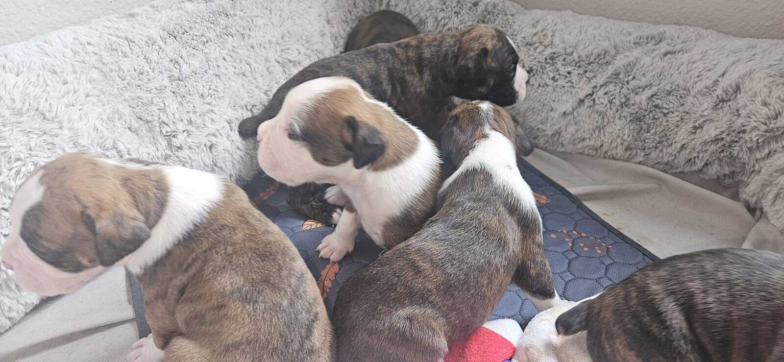 Full breed boxer puppies 8 weeks old image 5