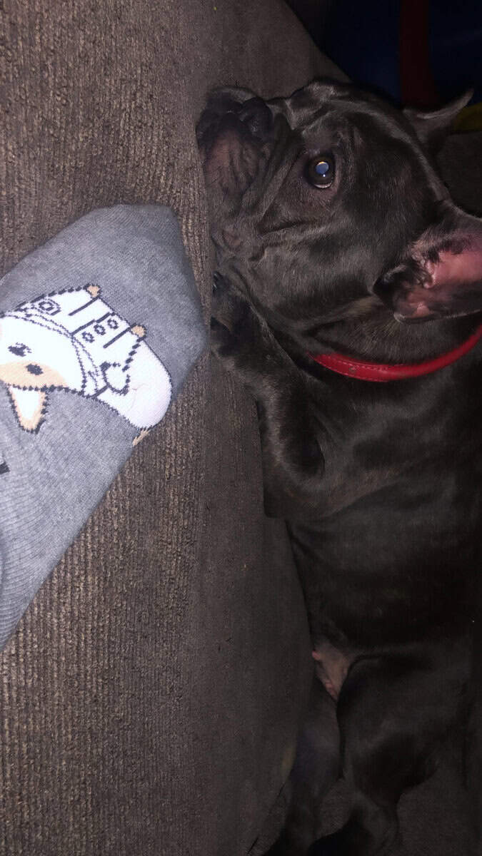 Female frenchie needs home image 3