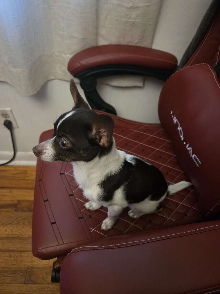 8 month old Chihuahua puppy image 5
