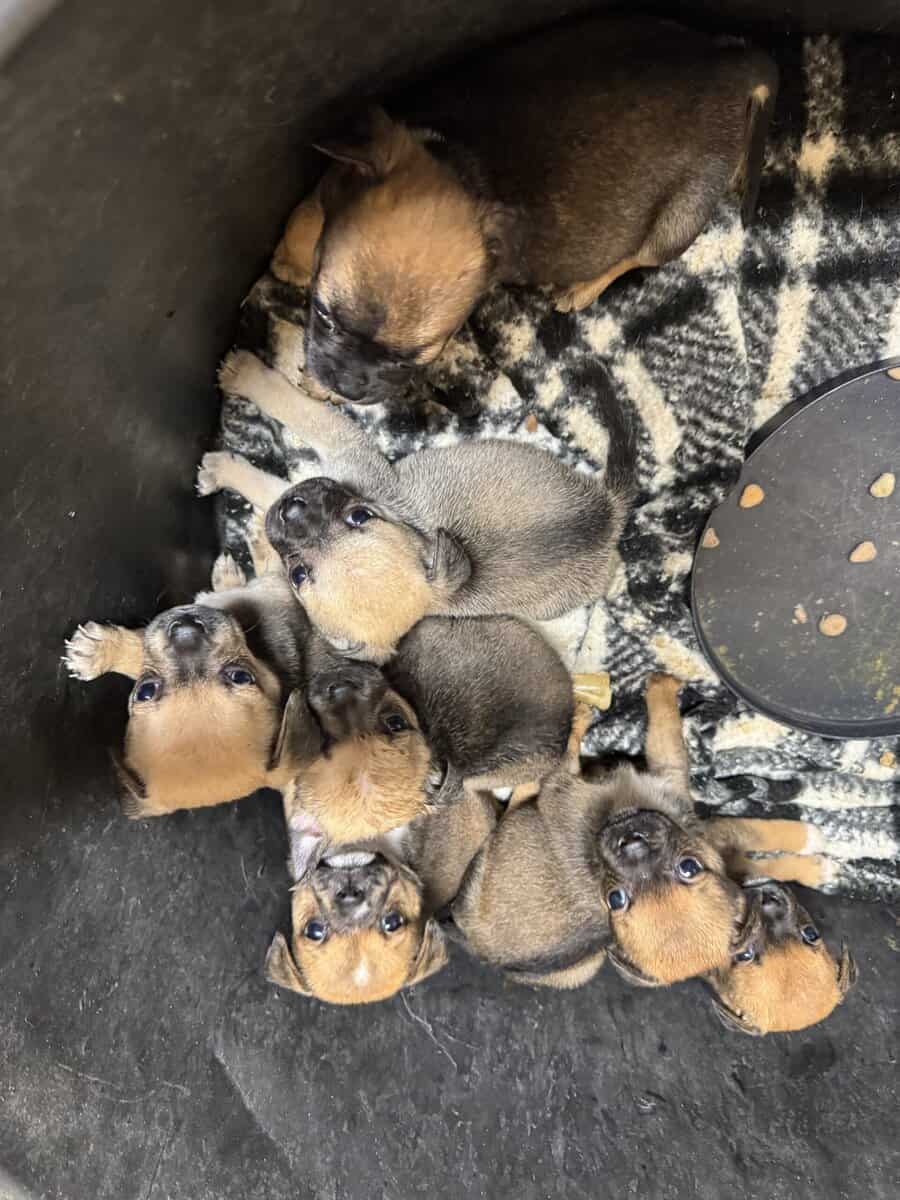 Mixed pug mini shepherd image 1