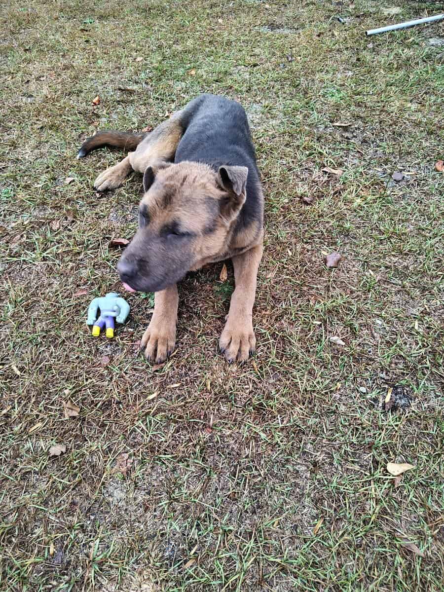11 month old German shepherd mix image 1