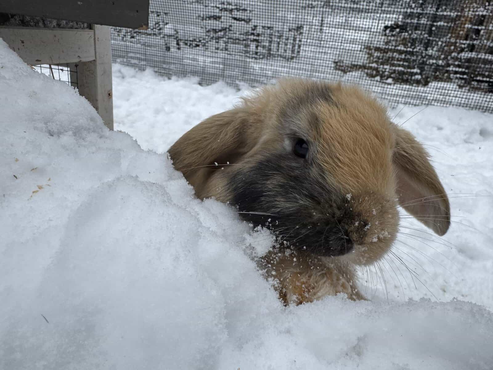 Bunnies looking for loving homes image 3