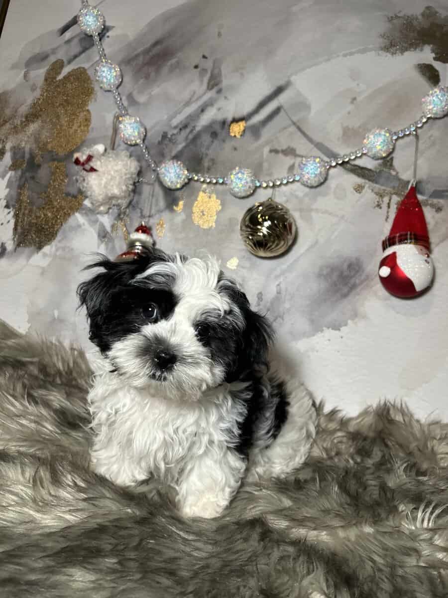 Morkie Female pups image 1
