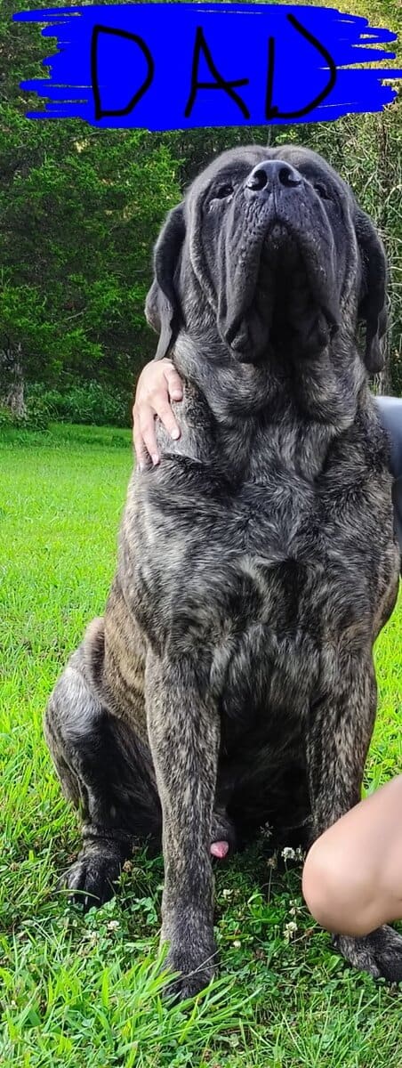 Pure bread English mastiff puppies image 5